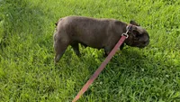 Bella , a female French Bulldog for sale in Harrison, AR – 2 of 8