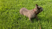 Bella , a female French Bulldog for sale in Harrison, AR – 5 of 8