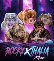 Gemma, a female American Bully for sale in Frankfort, IN – Photo 2 of 2