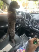 Cash, a male Cockapoo and Poodle - Miniature  for sale in Chicago, IL – 3 of 3