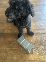 Cash, a male Cockapoo and Poodle - Miniature  for sale in Chicago, IL – 2 of 3