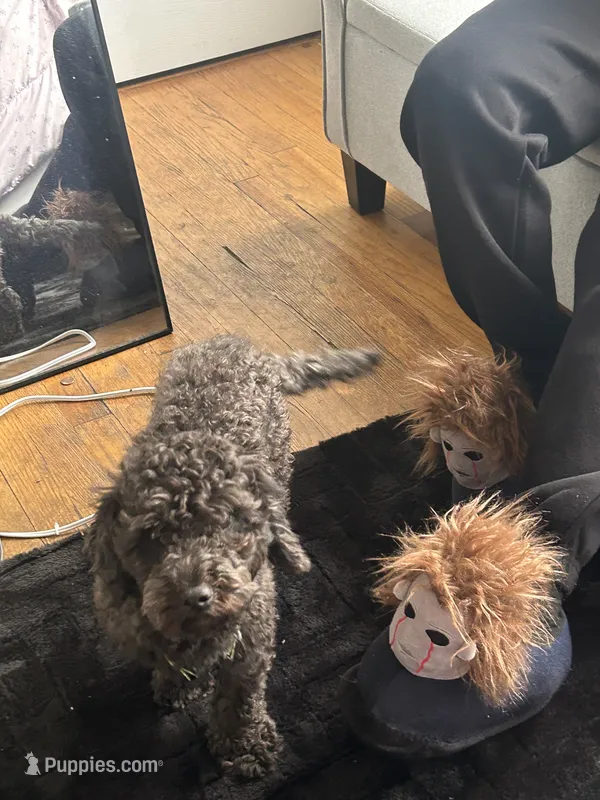 Cash – Cockapoo, Poodle - Miniature  puppy for sale in Chicago, IL