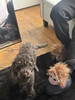 Cash, a male Cockapoo and Poodle - Miniature  for sale in Chicago, IL – 1 of 3