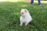 DJ, a male Pomeranian for sale in Farmersburg, IN – 3 of 3