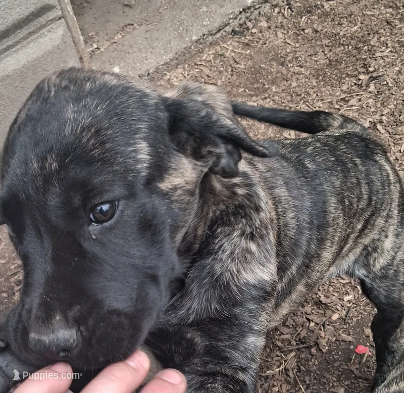 DOPEY – English Mastiff puppy for sale in Farmersburg, IN