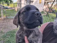 BASHFUL, a male English Mastiff for sale in Farmersburg, IN – Photo 1 of 3