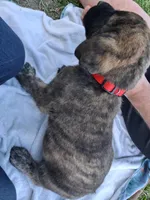BASHFUL, a male English Mastiff for sale in Farmersburg, IN – Photo 2 of 3