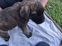 BASHFUL, a male English Mastiff for sale in Farmersburg, IN – Photo 3 of 3