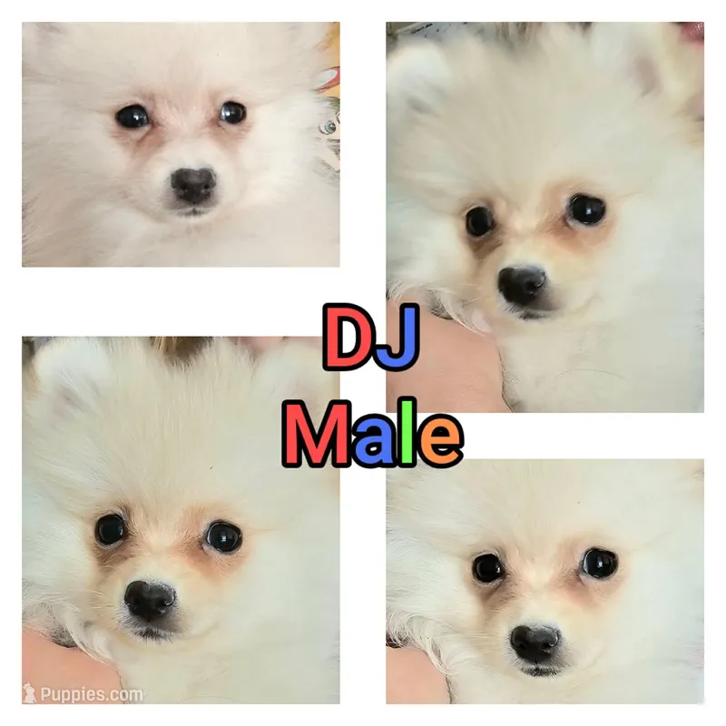 DJ