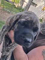 SNEEZY, a male English Mastiff for sale in Farmersburg, IN – Photo 1 of 3