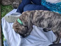 SNEEZY, a male English Mastiff for sale in Farmersburg, IN – Photo 3 of 3