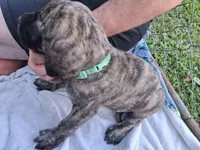 SNEEZY, a male English Mastiff for sale in Farmersburg, IN – Photo 2 of 3