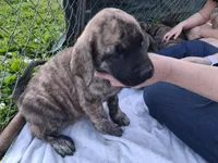GRUMPY, a female English Mastiff for sale in Farmersburg, IN – Photo 2 of 3