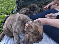 GRUMPY, a female English Mastiff for sale in Farmersburg, IN – Photo 3 of 3