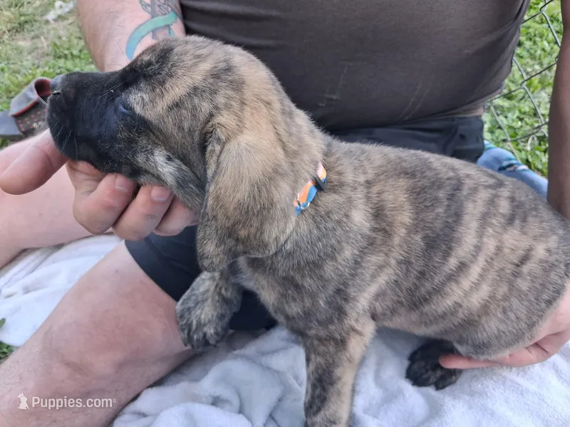 GRUMPY – English Mastiff puppy for sale in Farmersburg, IN