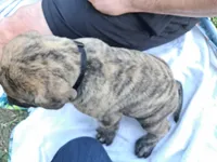 DOC, a male English Mastiff for sale in Farmersburg, IN – Photo 2 of 3