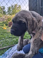 DOC, a male English Mastiff for sale in Farmersburg, IN – Photo 3 of 3