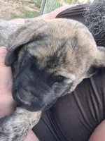 DOC, a male English Mastiff for sale in Farmersburg, IN – Photo 1 of 3