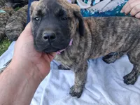 HAPPY, a female English Mastiff for sale in Farmersburg, IN – Photo 2 of 3