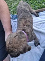 HAPPY, a female English Mastiff for sale in Farmersburg, IN – Photo 3 of 3