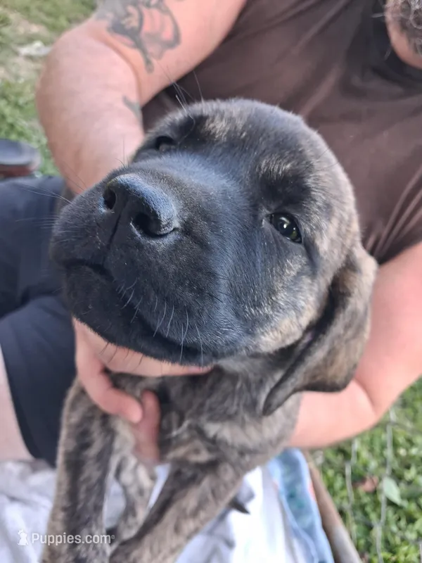 HAPPY – English Mastiff puppy for sale in Farmersburg, IN