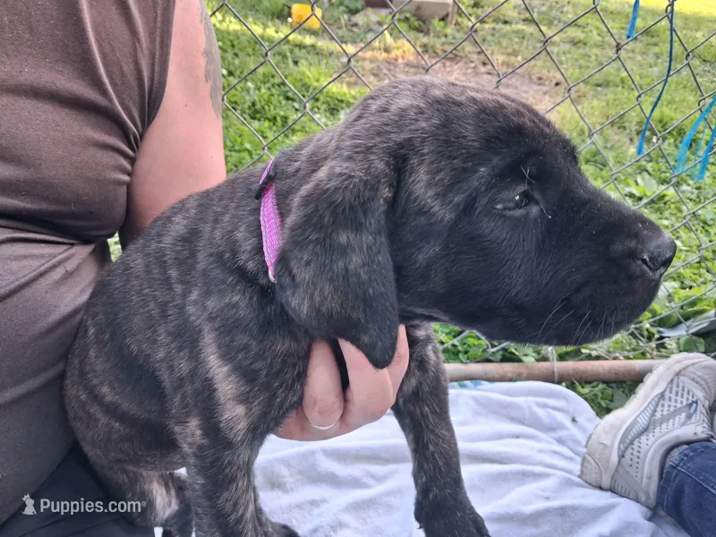 DOPEY – English Mastiff puppy for sale in Farmersburg, IN