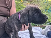 DOPEY, a female English Mastiff for sale in Farmersburg, IN – Photo 1 of 3