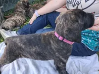 DOPEY, a female English Mastiff for sale in Farmersburg, IN – Photo 2 of 3