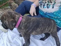 DOPEY, a female English Mastiff for sale in Farmersburg, IN – Photo 3 of 3