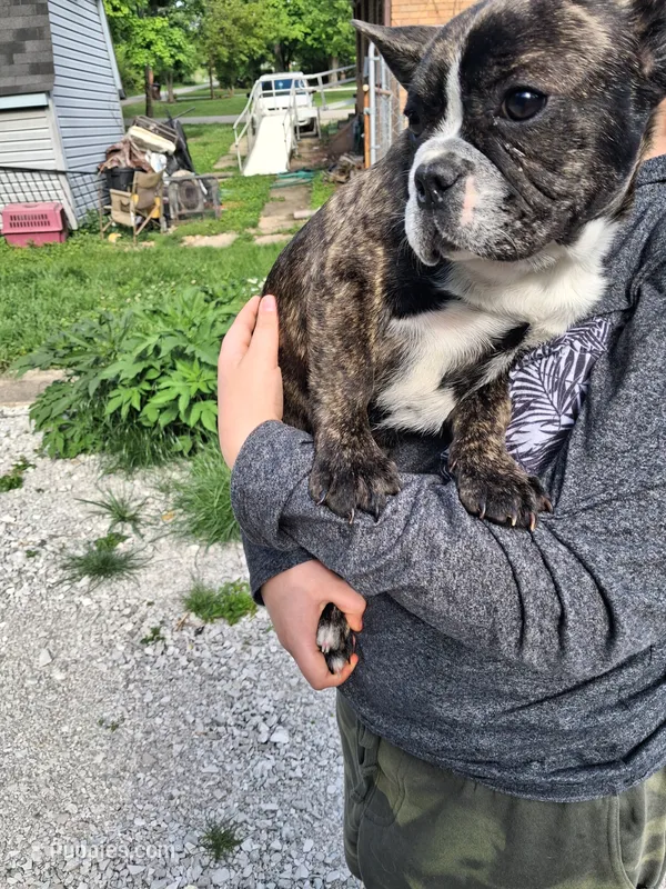 Oreo – French Bulldog puppy for sale in Farmersburg, IN