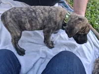 SLEEPY, a male English Mastiff for sale in Farmersburg, IN – Photo 3 of 3