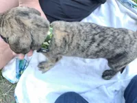 SLEEPY, a male English Mastiff for sale in Farmersburg, IN – Photo 2 of 3