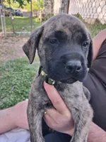 SLEEPY, a male English Mastiff for sale in Farmersburg, IN – Photo 1 of 3