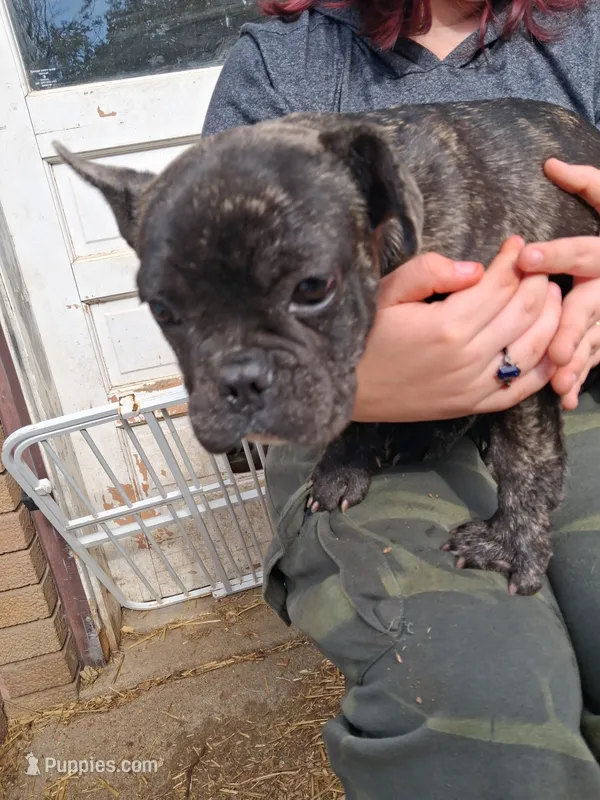 Lillie – French Bulldog puppy for sale in Farmersburg, IN