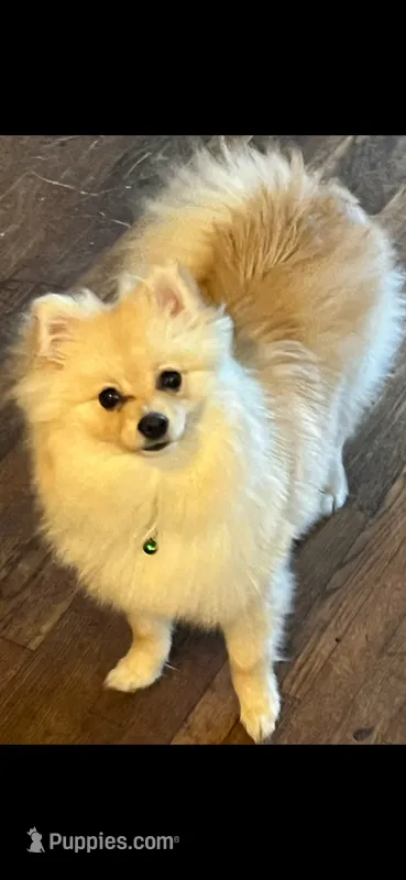 DJ – Pomeranian puppy for sale in Farmersburg, IN