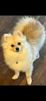 DJ, a male Pomeranian for sale in Farmersburg, IN – 1 of 3