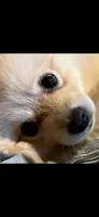 DJ, a male Pomeranian for sale in Farmersburg, IN – 2 of 3