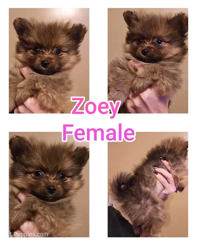 Zoey