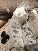 Blue tri merle female XL American Bully puppy, a female American Bully for sale in Denver, CO – 7 of 7