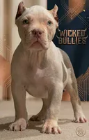 Female XL American bully puppy , a female American Bully for sale in Denver, CO – 1 of 7