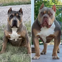 MALE lilac tri puppy XL American bully , a male American Bully for sale in Denver, CO – 5 of 5
