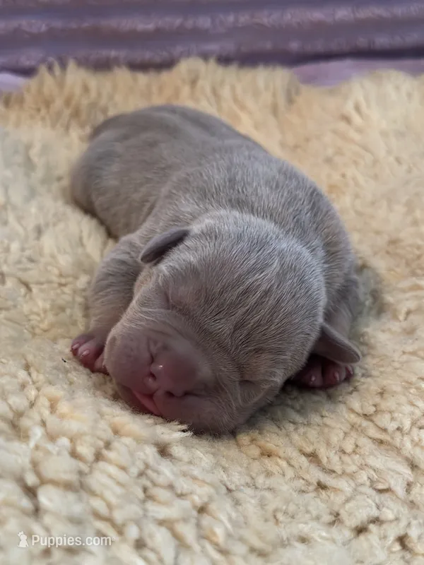Lilac tri female ~ American bully XL puppy – American Bully puppy for sale in Denver, CO