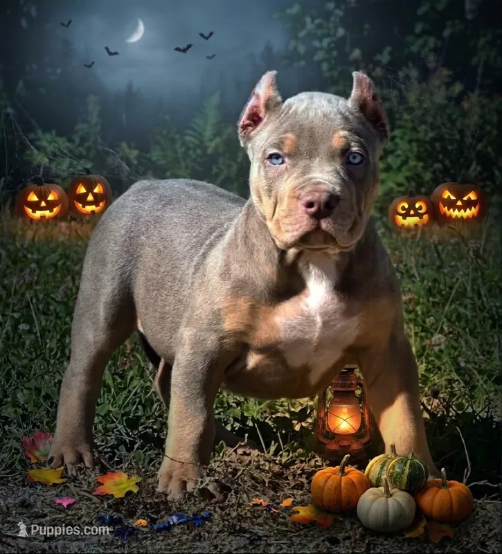 MALE lilac tri puppy XL American bully  – American Bully puppy for sale in Denver, CO