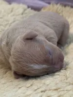 Lilac fawn male XL American bully , a male American Bully for sale in Denver, CO – 1 of 7