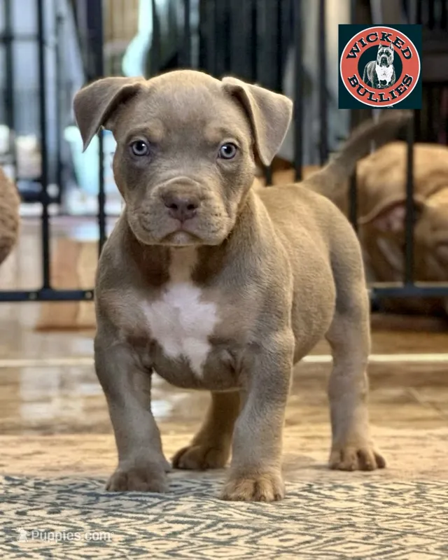 MALE lilac tri puppy XL American bully  – American Bully puppy for sale in Denver, CO
