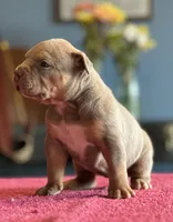 Lilac tri female ~ American bully XL puppy, a female American Bully for sale in Denver, CO – 7 of 10