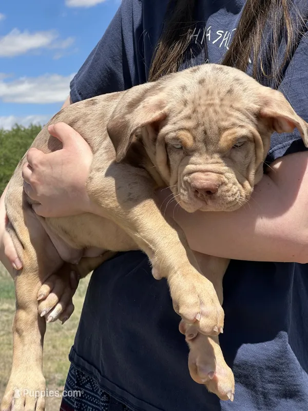 MERLE Lilac tri XL American bully puppy  – American Bully puppy for sale in Denver, CO