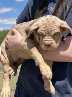 MERLE Lilac tri XL American bully puppy , a female American Bully for sale in Denver, CO – 1 of 10