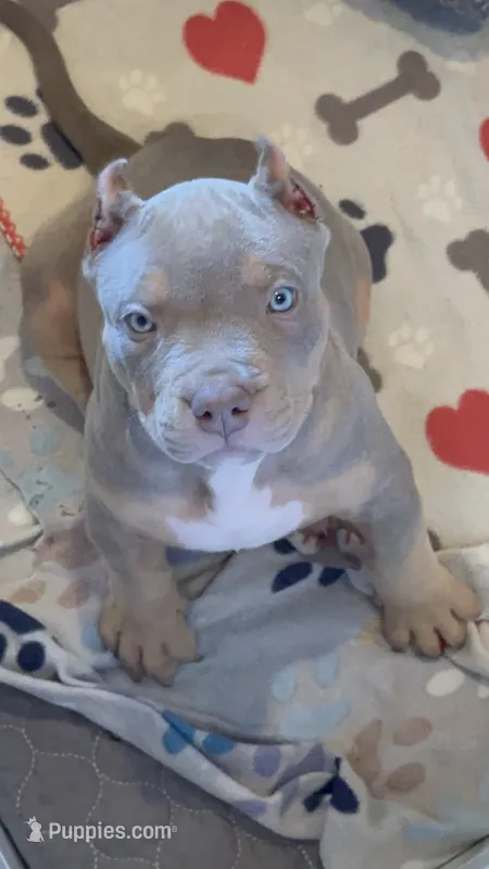MALE lilac tri puppy XL American bully  – American Bully puppy for sale in Denver, CO
