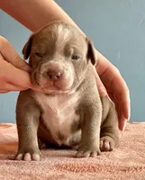 American bully male, a male American Bully for sale in Denver, CO – Photo 6 of 6